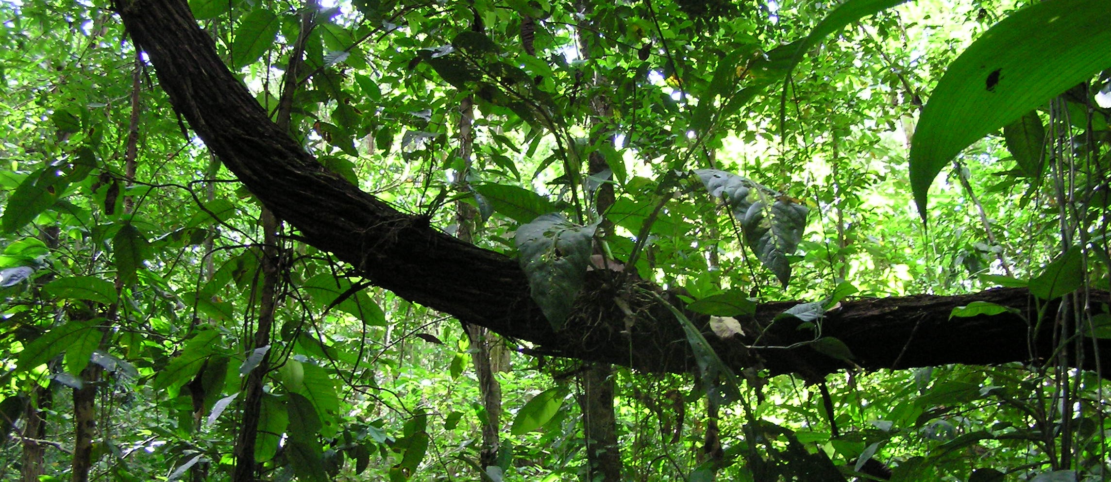 Liana abundance in a Puerto Rican forest by K Rice, N Brokaw et al.