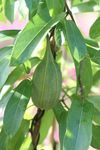 Aristolochia fruit