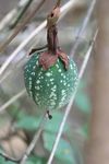 Passiflora fruit